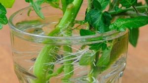 como-cultivar-tomates-desde-esquejes-05-660x550